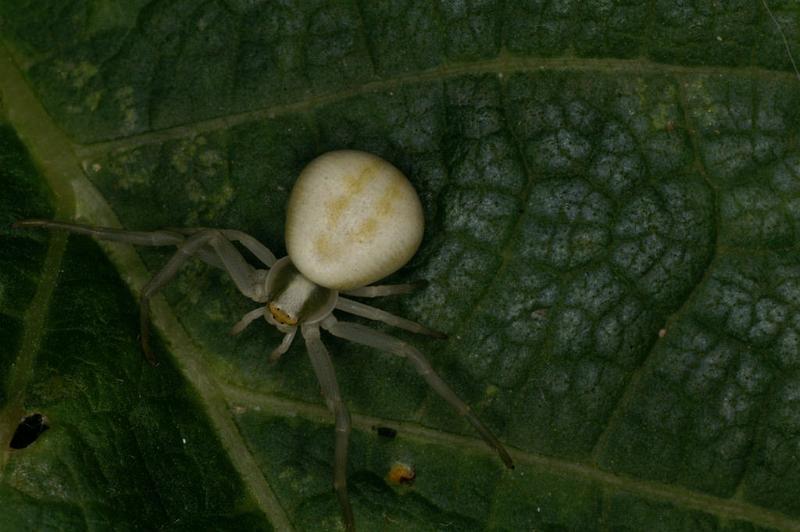 Misumena_vatia_D5213_Z_90_Les Gris_Frankrijk.jpg